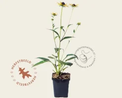 Rudbeckia fulgida 'Little Goldstar'