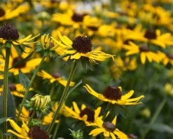 Rudbeckia fulgida 'Little Goldstar'