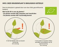 Rumex sanguineus Puur