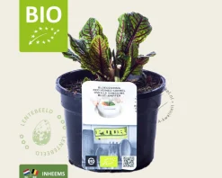 Rumex sanguineus Puur