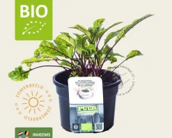 Rumex sanguineus Puur