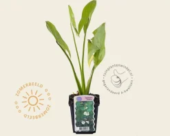 Sagittaria latifolia