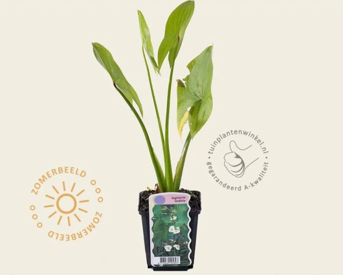 Sagittaria latifolia