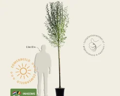 Salix alba