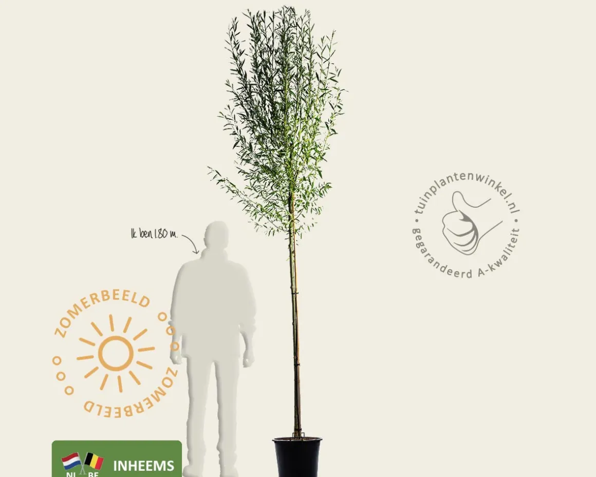 Salix alba