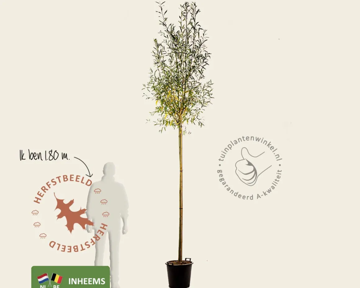Salix alba