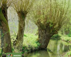 Salix alba