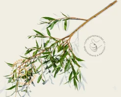 Salix alba 'Chermesina'