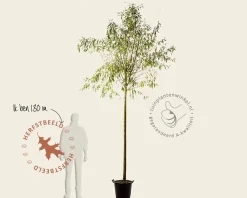 Salix alba 'Sericea'