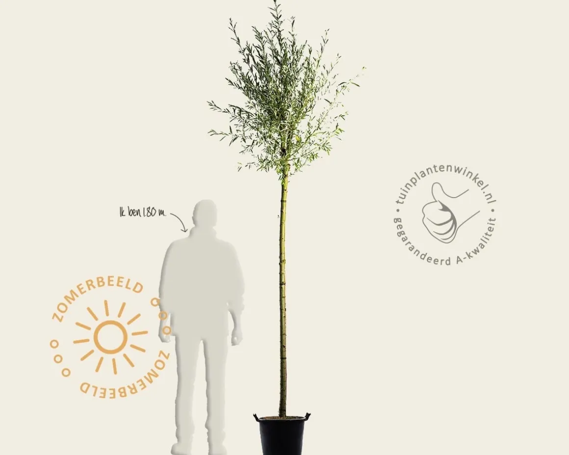 Salix alba 'Sericea'