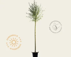 Salix alba 'Sericea'