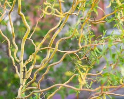 Salix babylonica 'Tortuosa' - XL
