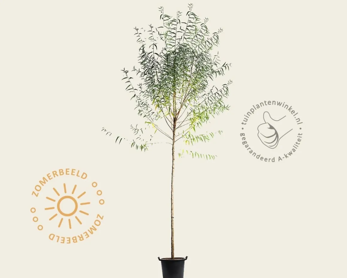 Salix fragilis