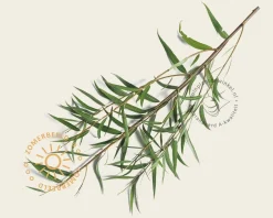 Salix fragilis
