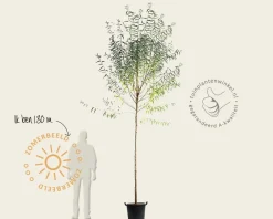 Salix fragilis
