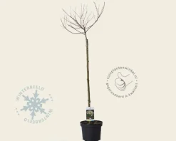 Salix integra 'Hakuro Nishiki' - op stam