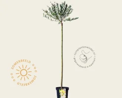 Salix integra 'Hakuro Nishiki' - op stam