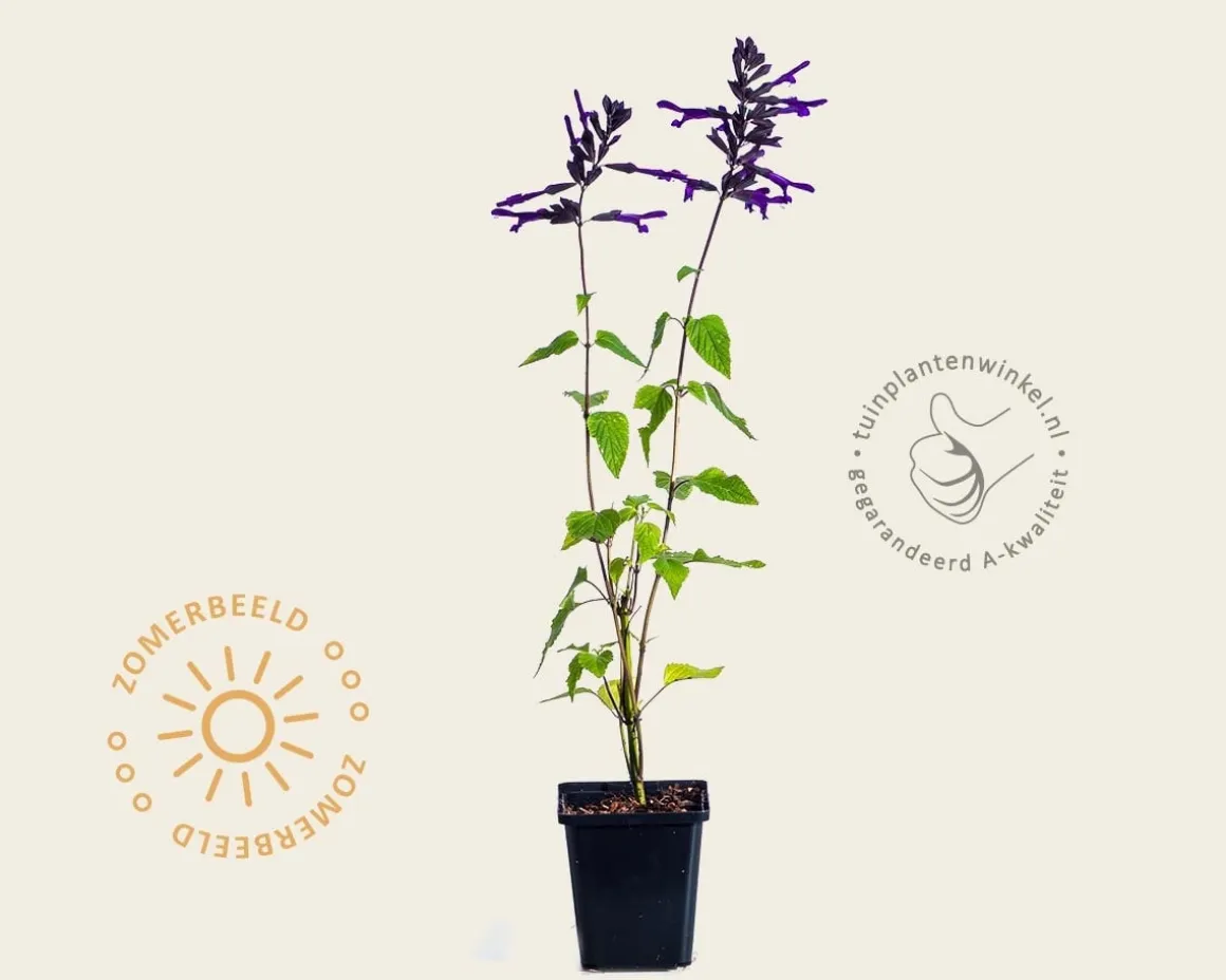 Salvia ‘Amistad’