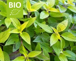 Salvia elegans Puur