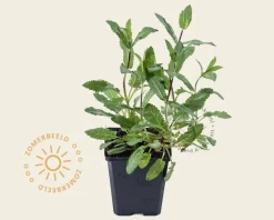 Salvia nemorosa 'Caradonna'