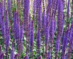Salvia nemorosa 'Caradonna'