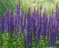 Salvia nemorosa 'Mainacht'