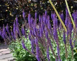 Salvia nemorosa 'Ostfriesland'