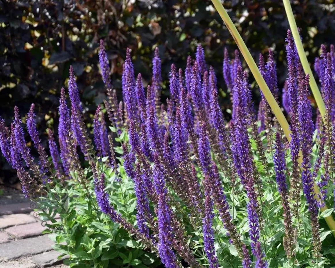 Salvia nemorosa 'Ostfriesland'