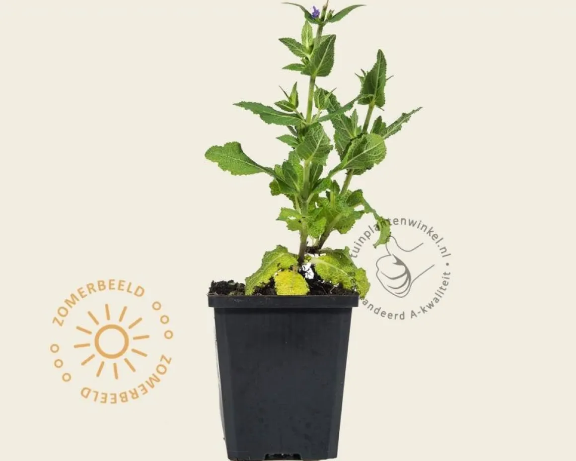 Salvia nemorosa 'Ostfriesland'