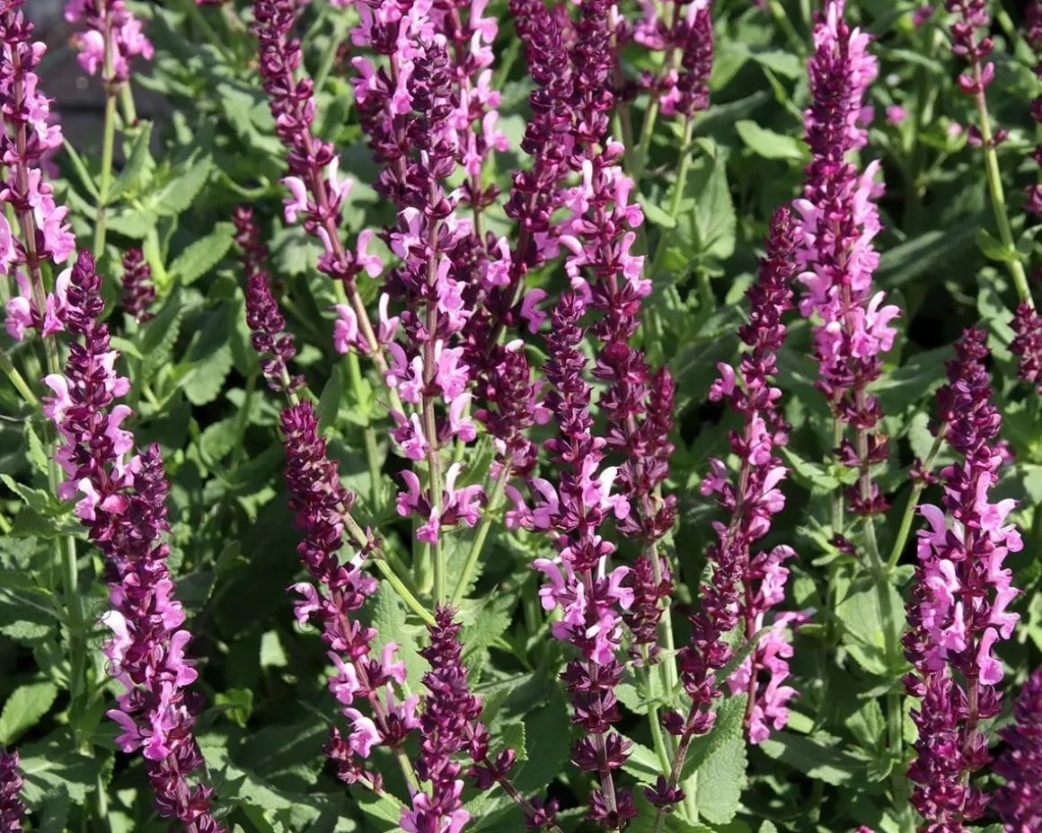 Salvia nemorosa 'Rose Queen'