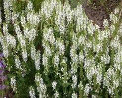Salvia nemorosa 'Schneehugel'
