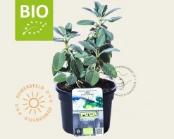 Salvia officinalis 'Berggarten' Puur