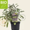 Salvia officinalis 'Purpurascens' Puur