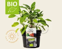 Salvia officinalis Puur