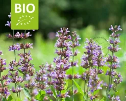 Salvia officinalis Puur