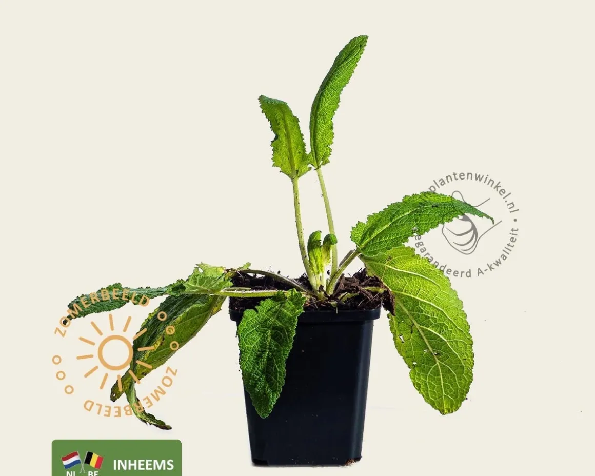 Salvia pratensis
