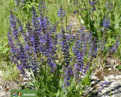 Salvia pratensis