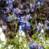 Salvia uliginosa