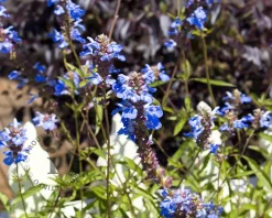 Salvia uliginosa