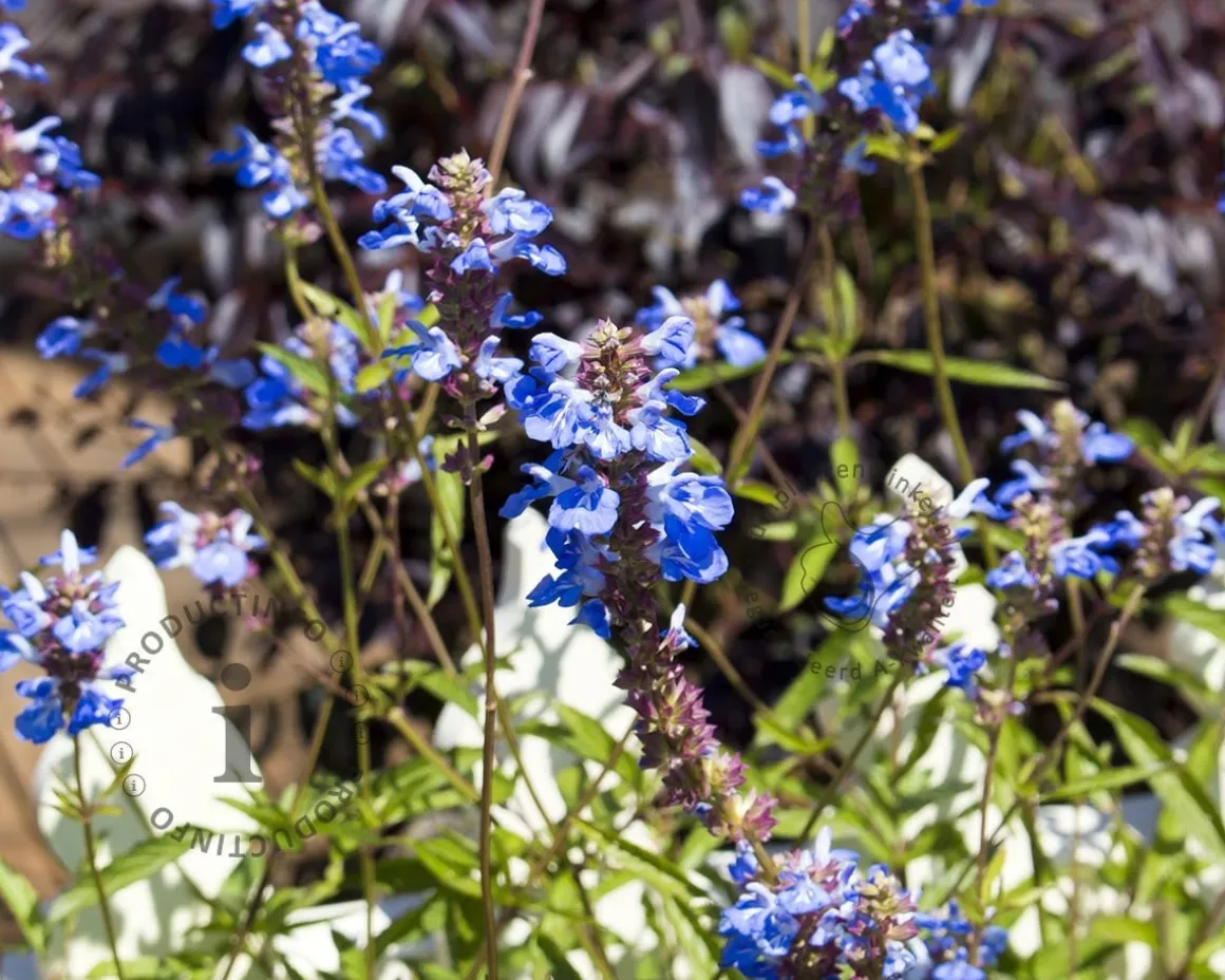 Salvia uliginosa