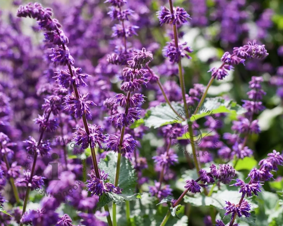 Salvia verticillata 'Purple Rain'