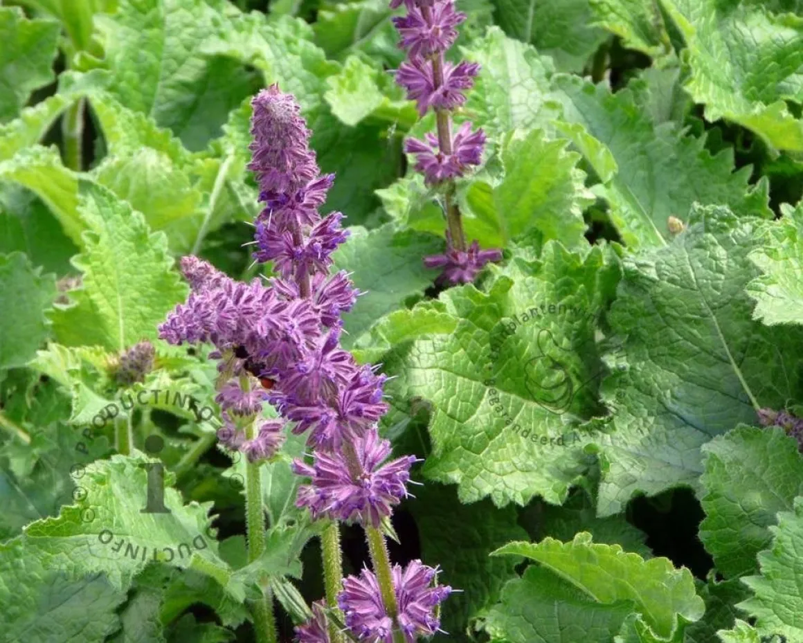 Salvia verticillata 'Purple Rain'
