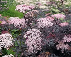 Sambucus nigra 'Black Lace'