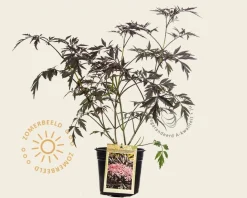 Sambucus nigra 'Black Lace'