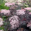 Sambucus nigra 'Black Lace' - XL