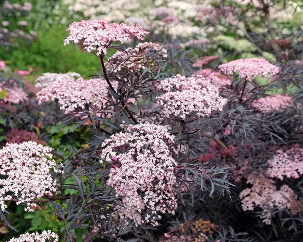 Sambucus nigra 'Black Lace' - XL