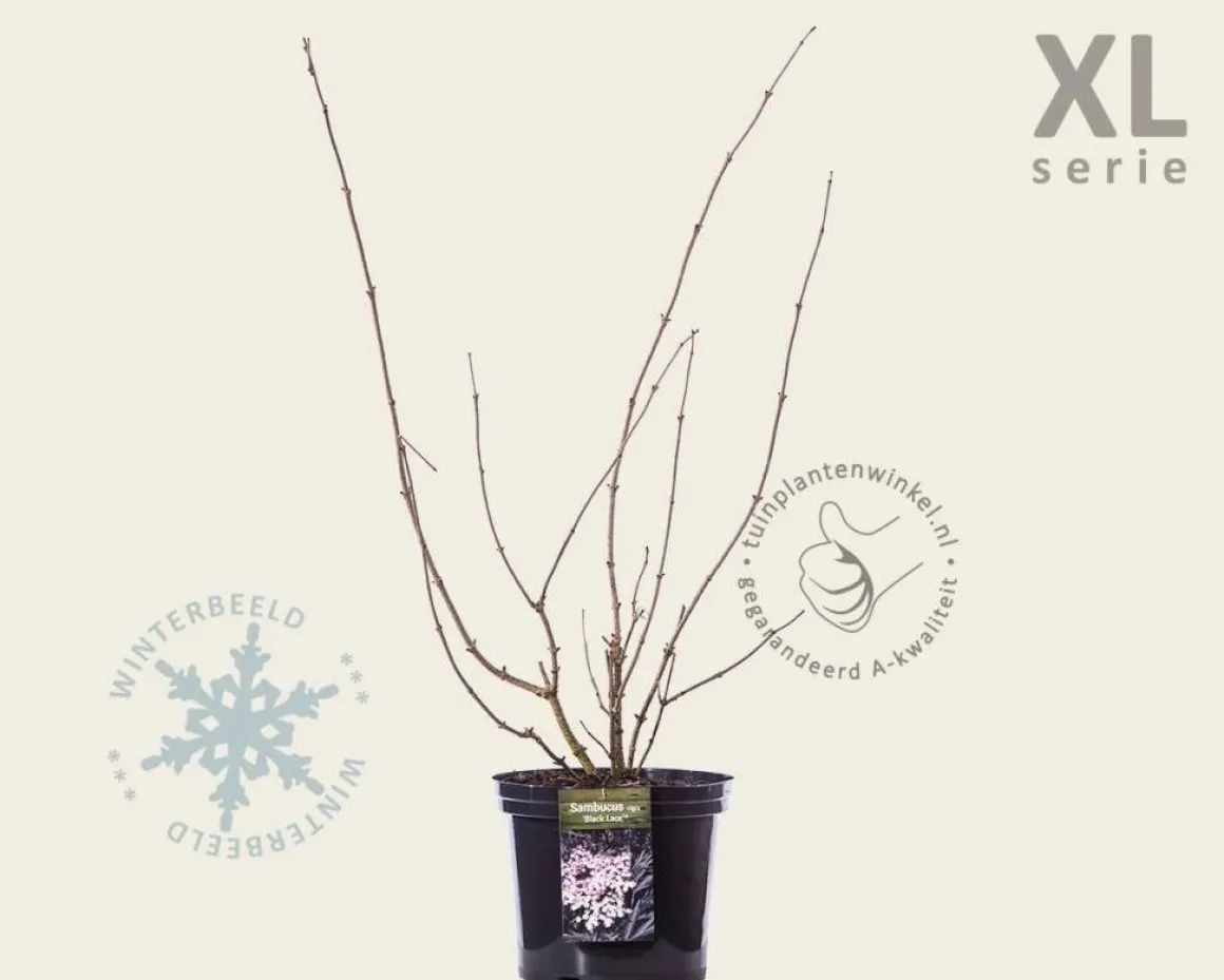 Sambucus nigra 'Black Lace' - XL