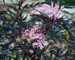 Sambucus nigra 'Black Lace' - XL