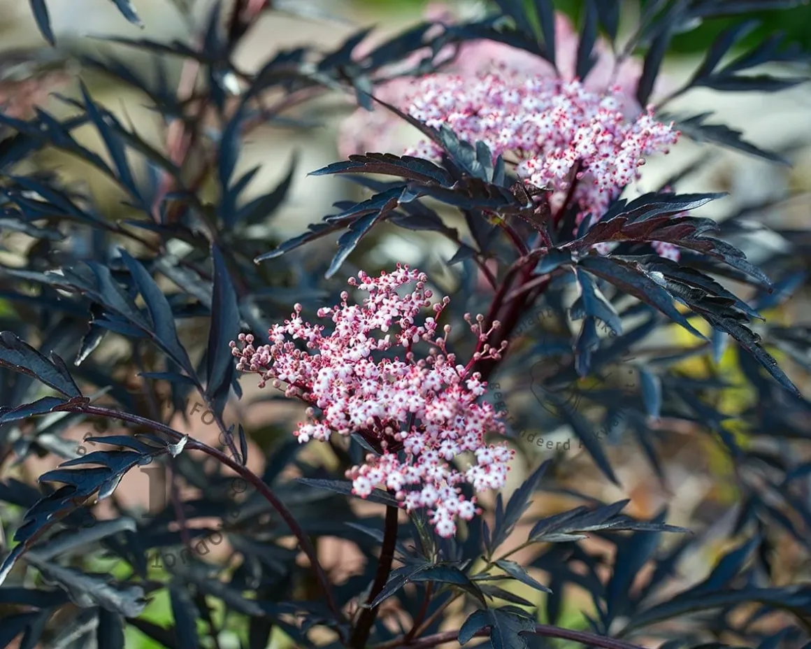 Sambucus nigra 'Black Lace' - XL