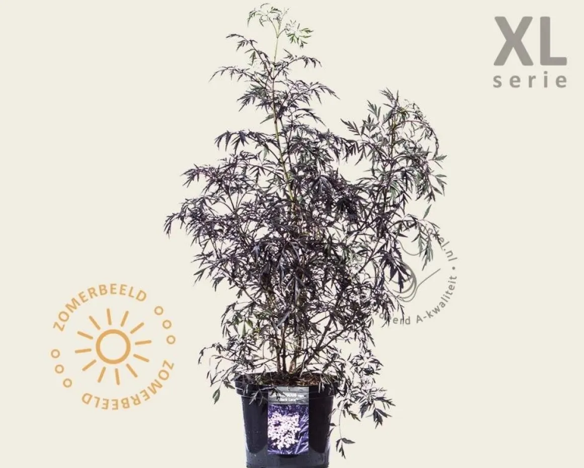 Sambucus nigra 'Black Lace' - XL